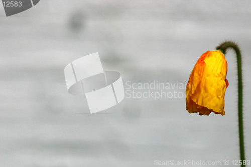 Image of Poppy bud