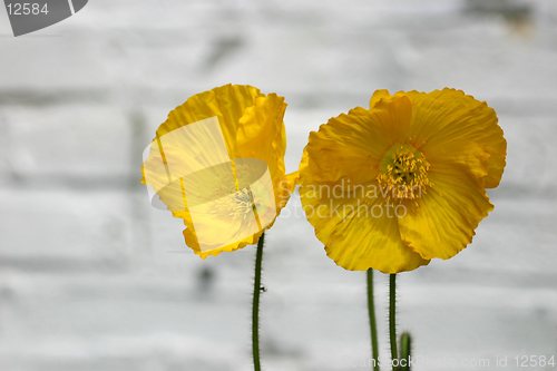 Image of Yellow poppys