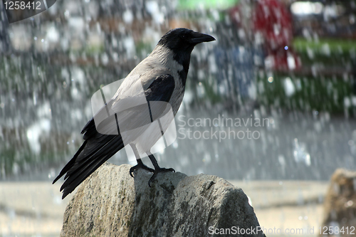 Image of Crow and fontain