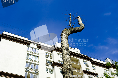 Image of Lonely tree in the sity