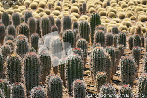 Image of Cacatus plantation