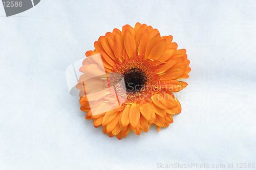 Image of Orange Gerbera