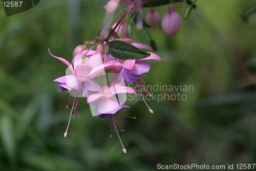 Image of Fuchsia