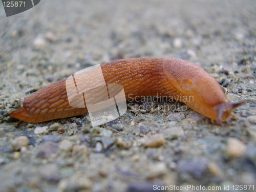 Image of Slug