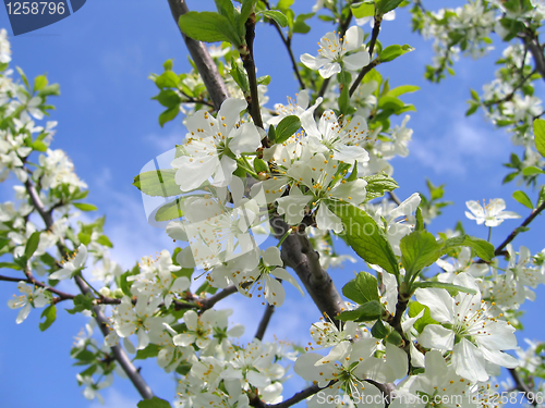 Image of spring tree in bloom 