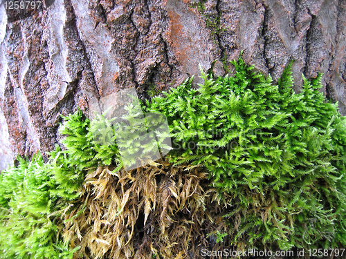 Image of bark of old tree covered by a moss