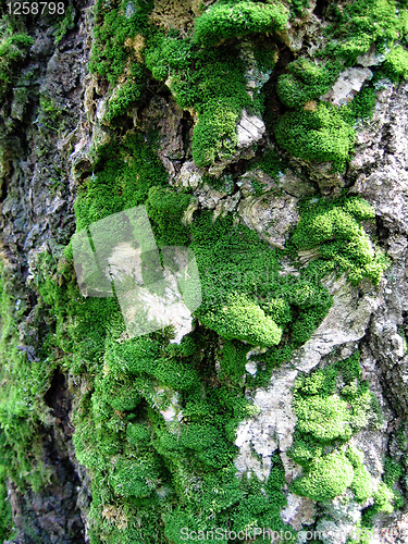 Image of trunk of old tree with moss