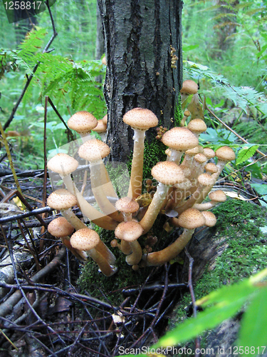 Image of oney mushrooms growing at tree