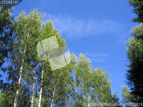 Image of blue sky and birch trees