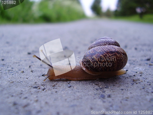 Image of Snail on a road trip