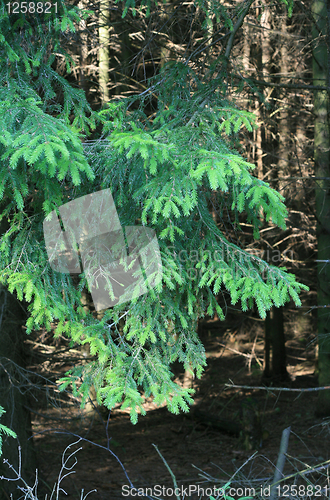 Image of branches of fur-tree