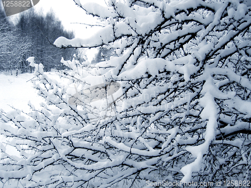 Image of branches under a snow