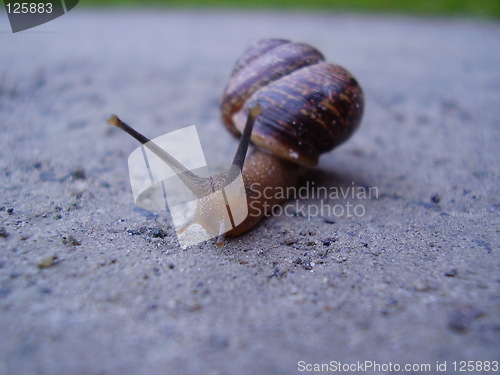 Image of Snail on a road trip