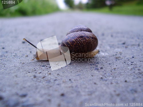 Image of Snail on a road trip