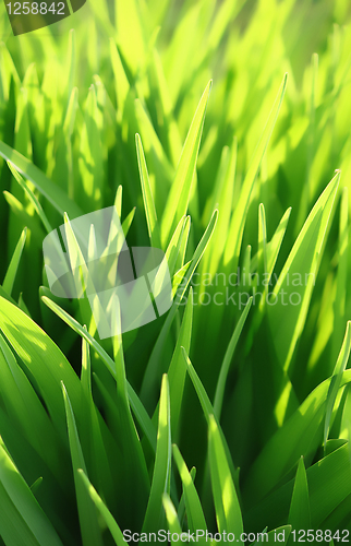 Image of green grass and sunlight