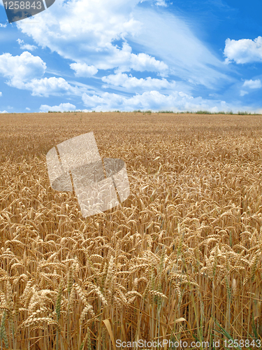 Image of grain field