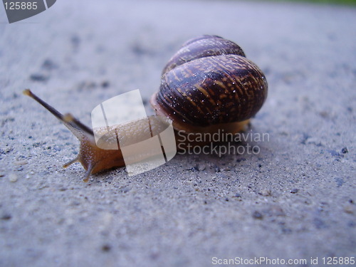 Image of Snail on a road trip