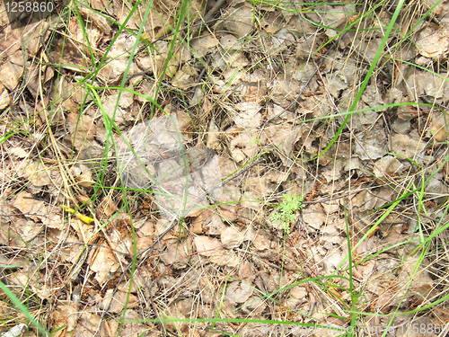 Image of leaves