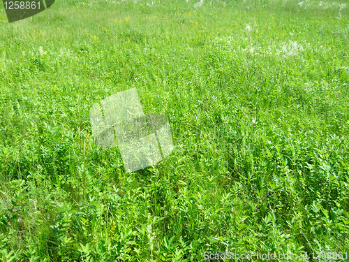 Image of green grass