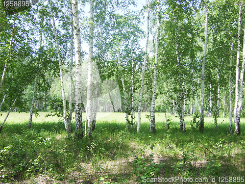 Image of birch forest