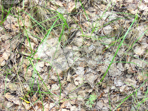 Image of leaves