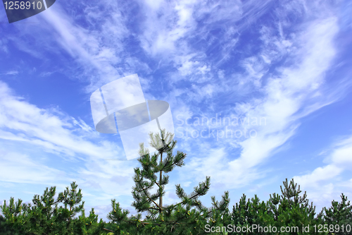 Image of Cloudscape under the pines