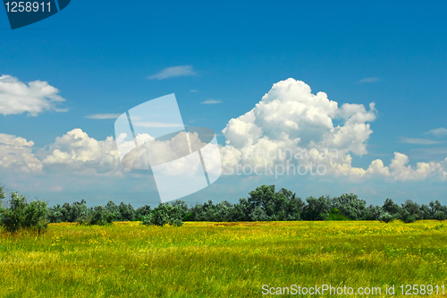 Image of Summer meadow