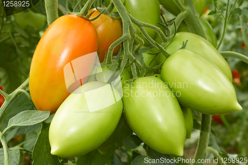 Image of Bunch with tomatoes 