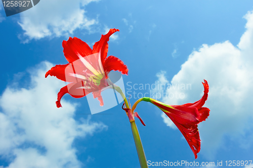 Image of Red bright flowers