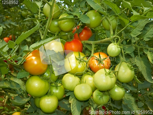Image of Big bunch of tomatoes 