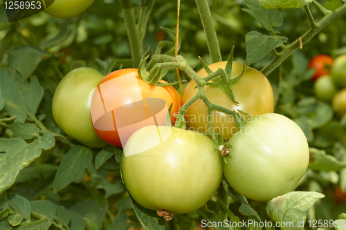 Image of Bunch of big tomatoes 