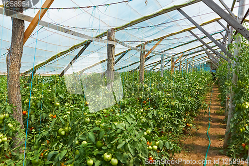 Image of Wooden film greenhouse