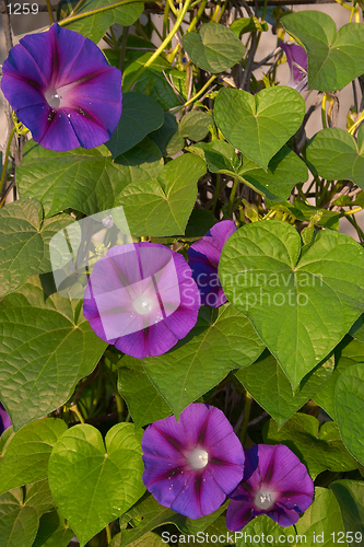 Image of Morning glory (convolvulus sp. Ipomoea)