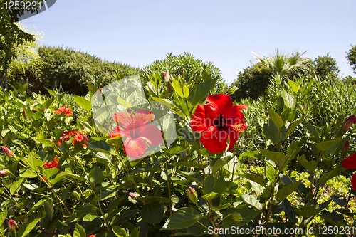 Image of Red hibiscus flowers