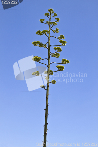 Image of Tree