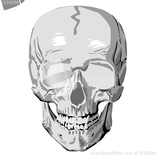 Image of Human skull graphic