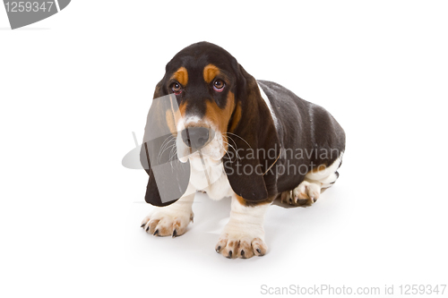 Image of Cute basset puppy