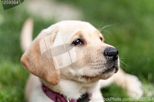 Image of Cute Yellow Lab Puppy