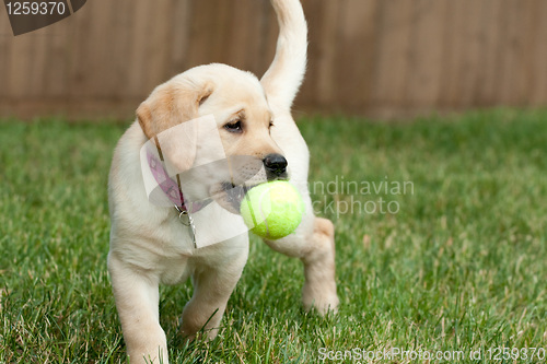 Image of Yellow Lab Puppy Playing with a Tennis Ball