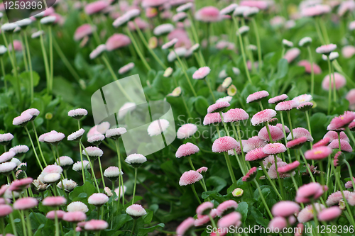 Image of Decorative wild flowers