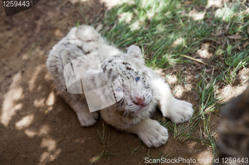 Image of baby white tiger 33 days old
