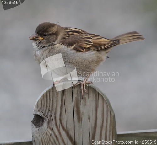 Image of Sparrow