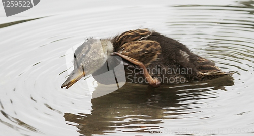 Image of Duck