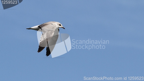 Image of Flying gull