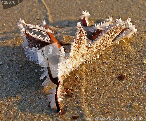 Image of Frozen leaf on the beach