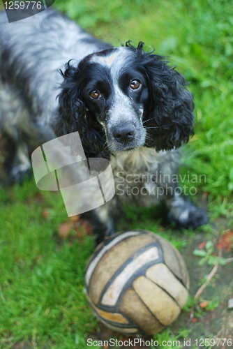 Image of spaniel look at camera 
