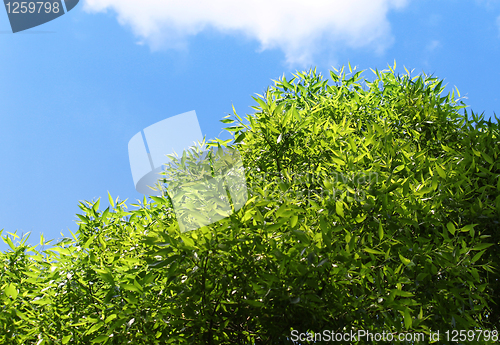 Image of green tree on a blue sky background