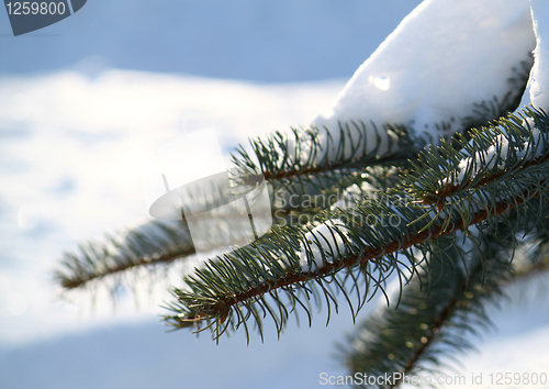 Image of winter branch of pine