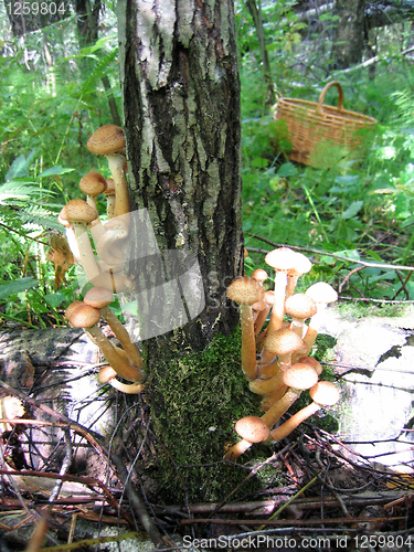 Image of honey mushrooms growing at tree