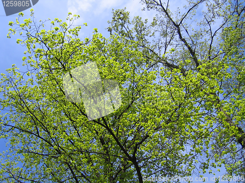 Image of blue sky and trees